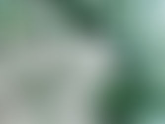 Photo of conifer branches covered in snow