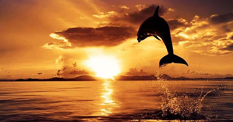 Lovina Dolphin Gaia Bali Tour