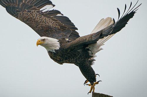 closeup-shot-majestic-bald-eagle-about-fly-from-wooden-post-cool-day.jpg