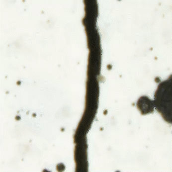 Self-healing_crack_closure_Niran24.gif
