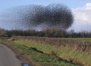 The_flock_of_starlings_acting_as_a_swarm._-_geograph.org.uk_-_124593.jpg