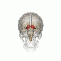 Thalamus_small.gif