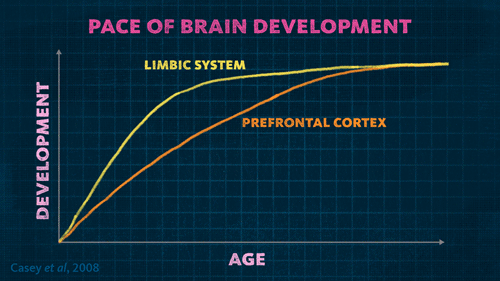 brain-development-chart.gif