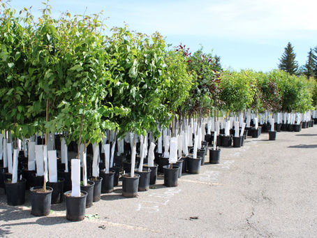 Get free trees from the Branching Out Program