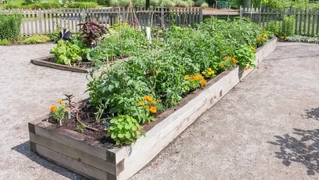 Join the Ramsay Community Garden