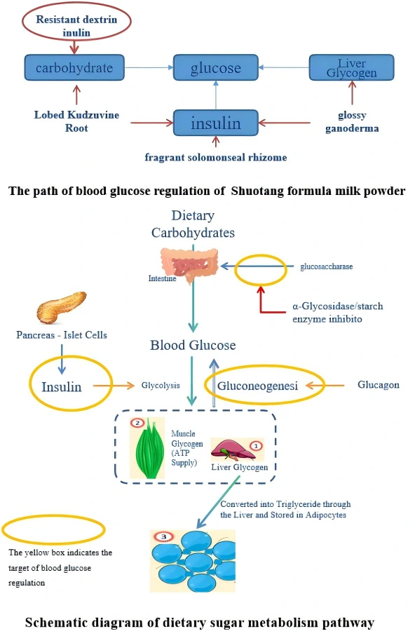 Yili Xinhuo Shutang pioneers ultra-low GI and TCM synergy for effective glycemic control.
