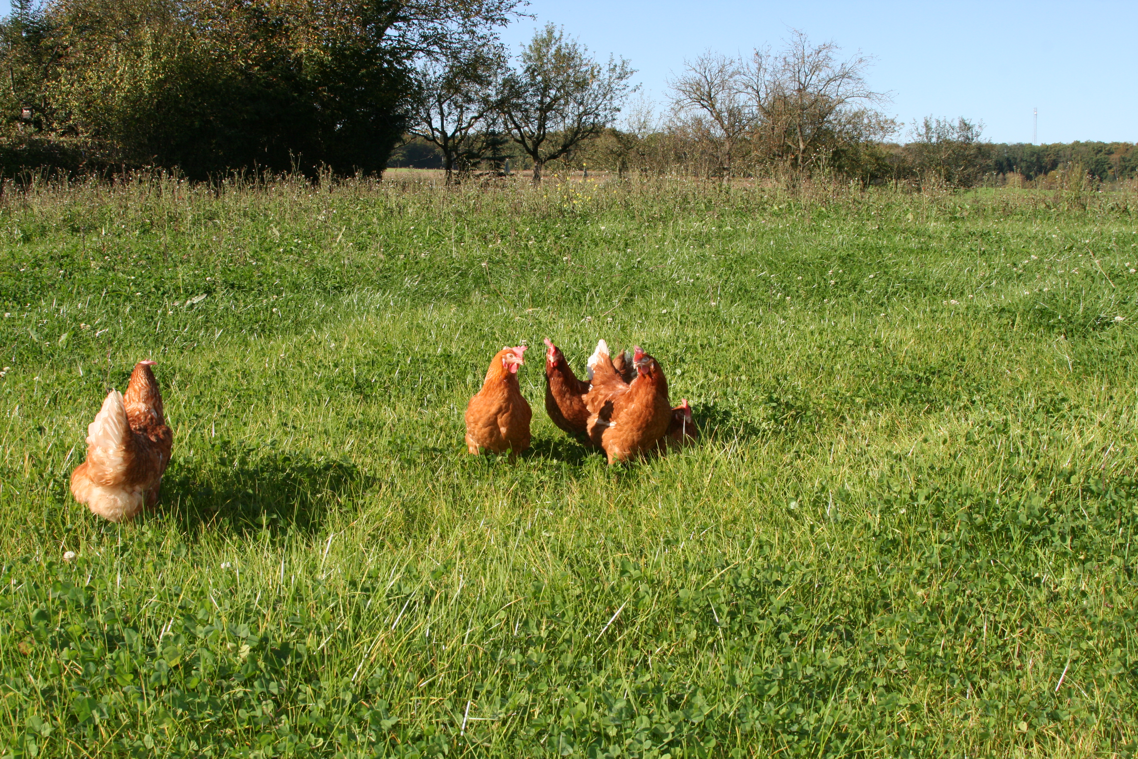 Kapitel-Bild