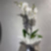 Beyaz Orkide Çiçek with grey ribbon and Canlı Orkide Çiçek, on grey background