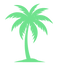 Palm Tree