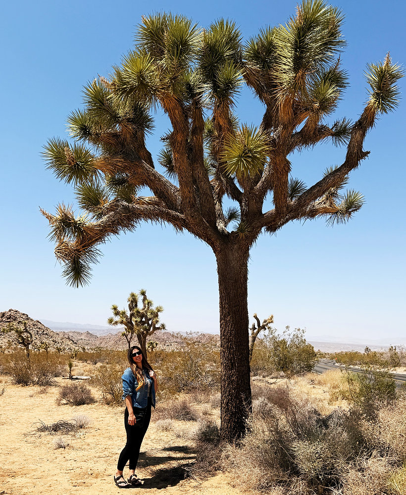 Imposter Tree What the Joshua Tree Taught Me: Battling Imposter Syndrome