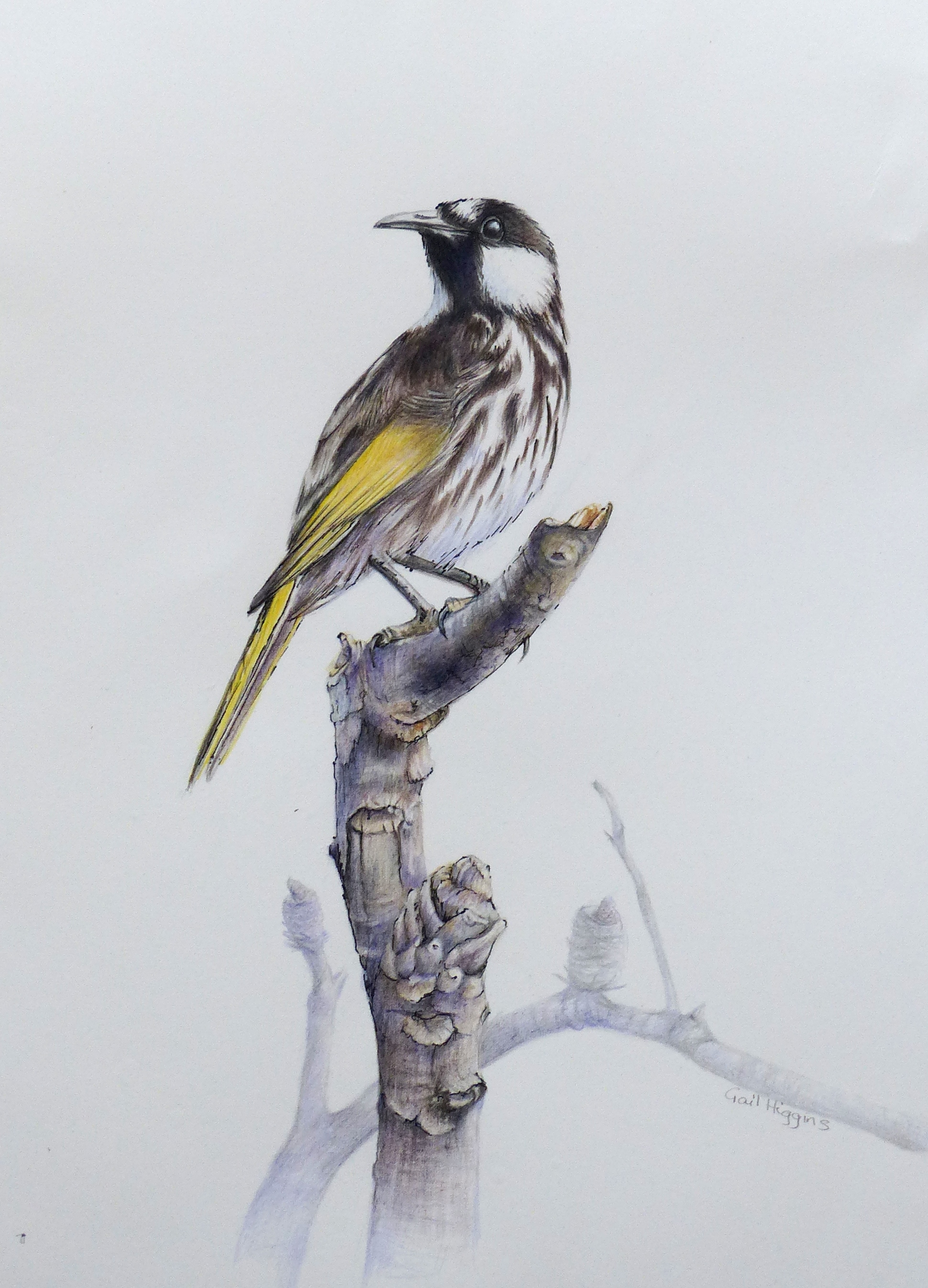 "On a Banksia Perch"