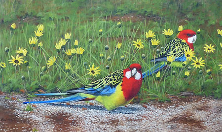 Roadside Rosellas.JPG