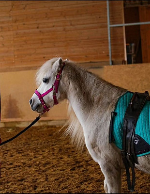 Schimmelpony mit Voltigiergurt wird in Reithalle geführt