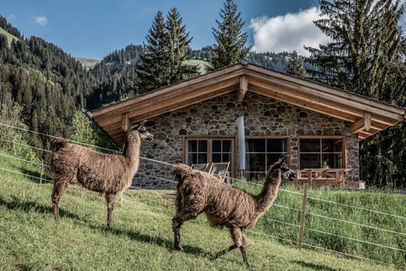 Llamas grazing near wooden chalet in Tirol
