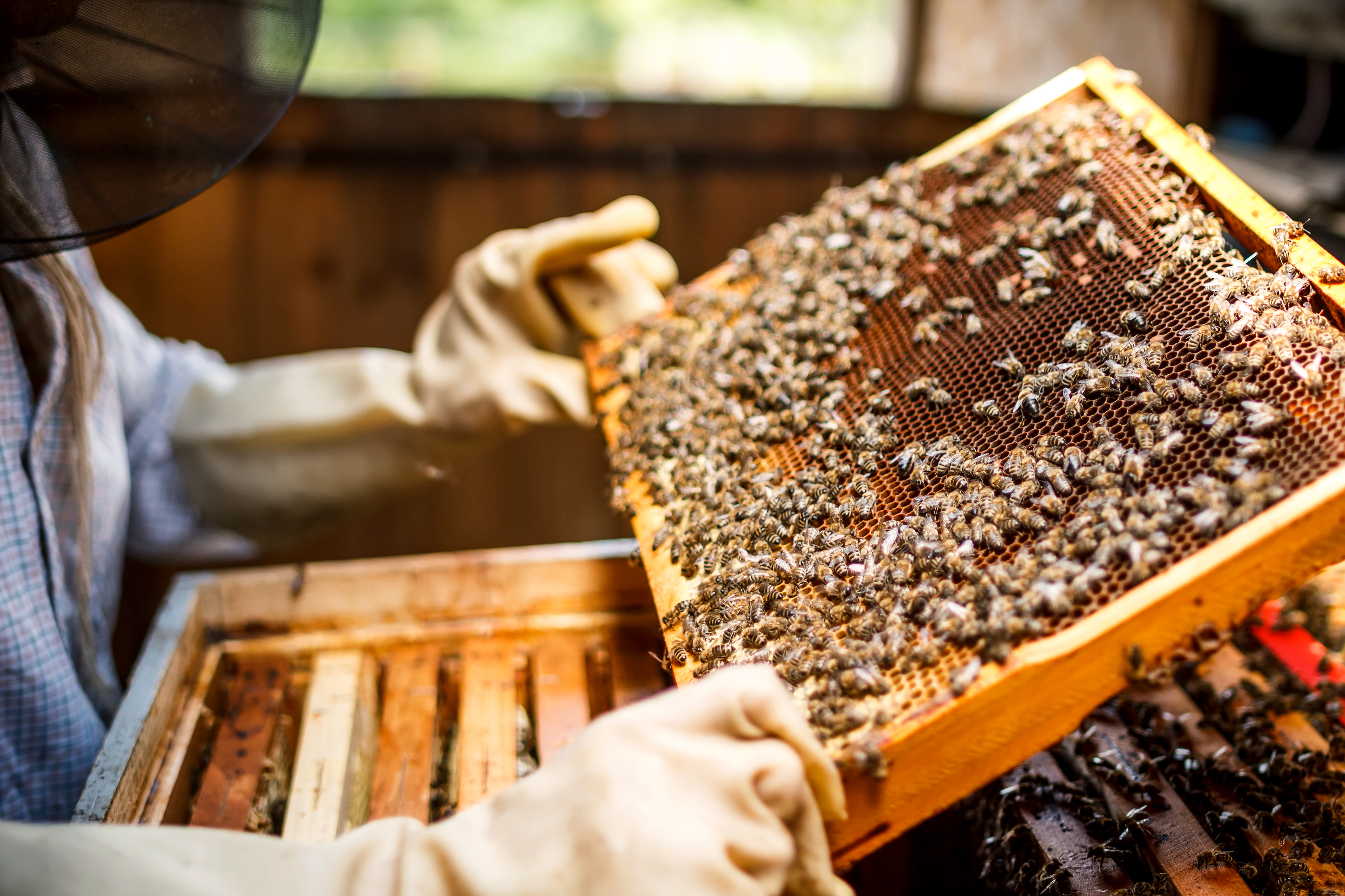 Beekeeper checking hive frames, looking for queen. 