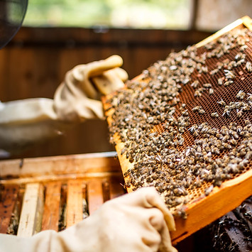 Beekeeper Holding a Honeycomb