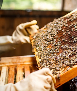 Beekeeper Holding a Honeycomb