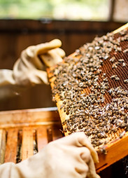La celebración de un apicultor de nido de abeja