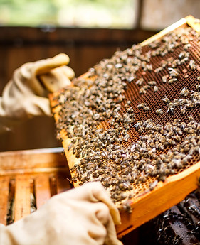 Beekeeper Holding a Honeycomb