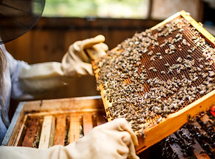 Imker Holding ein Honeycomb