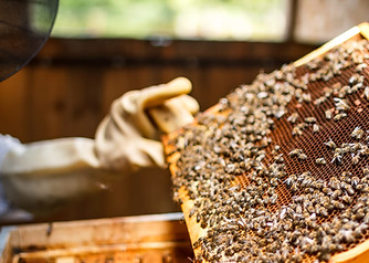 Imker Holding ein Honeycomb