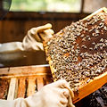 Beekeeper Holding a Honeycomb