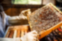 Пчеловод Проведение Honeycomb