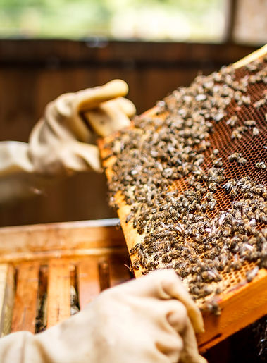 Beekeeper Holding a Honeycomb