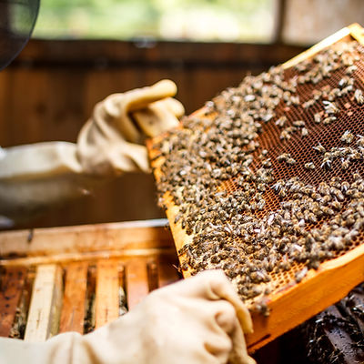 Beekeeper Holding a Honeycomb