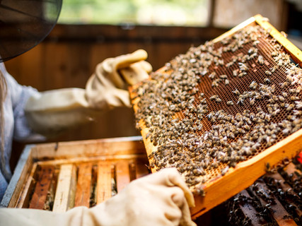 Beekeeper Holding a Honeycomb