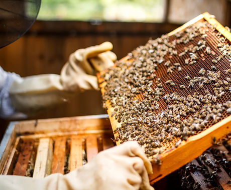 Beekeeper Holding a Honeycomb