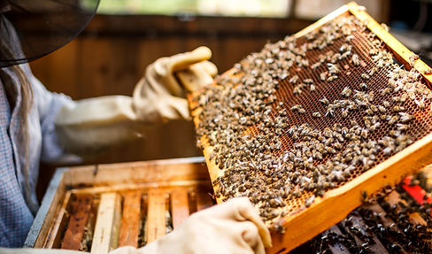 Beekeeper holding a honeycomb frame from the hive, covered in bees. Showcasing the natural beekeeping process behind Drewmonts' pure Welsh honey, harvested sustainably with care for the bees.