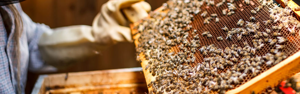 Beekeeper Holding a Honeycomb