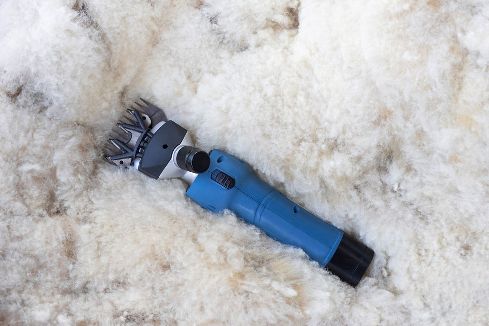 tondeuse mouton akku2