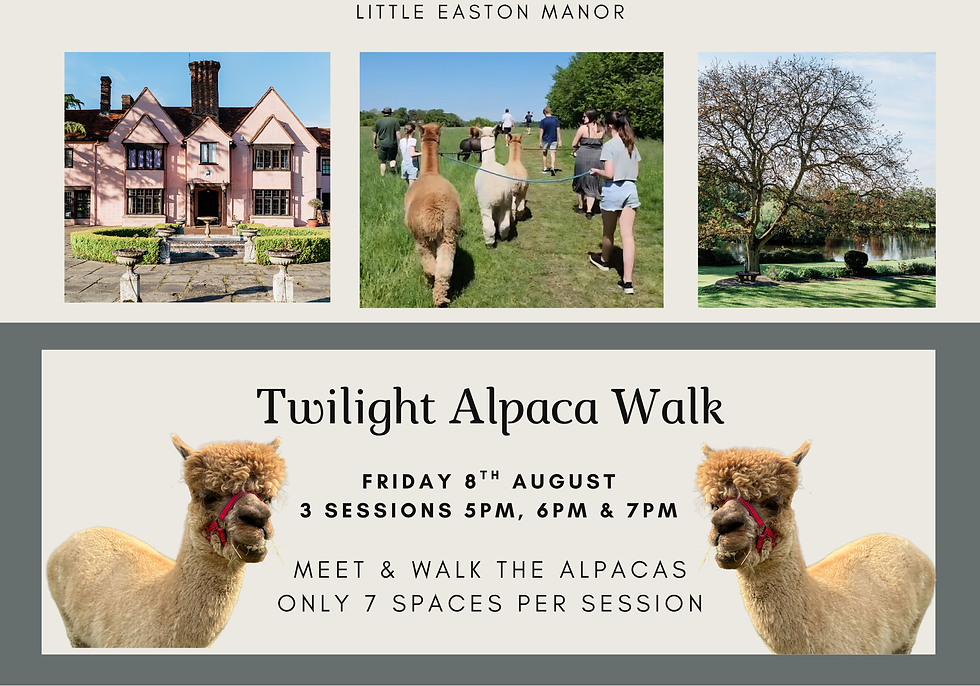 Twilight Alpaca Walk!