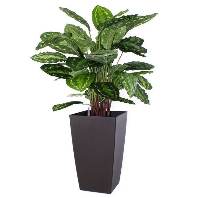 Calathea Rosea Picta mit 80cm Höhe (N)