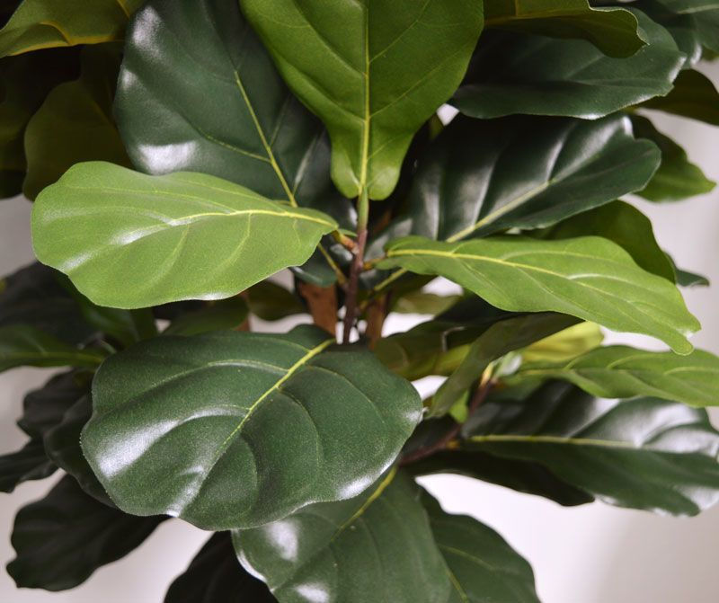 Miniaturbild: Ficus Lyrata mit 155cm Höhe