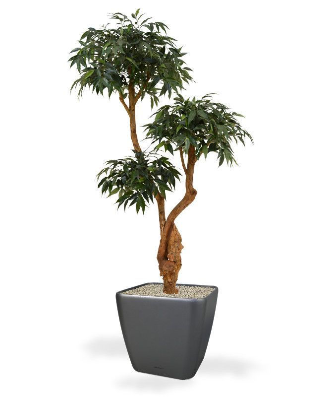 Miniaturbild: Shirakashi Bonsai mit Stamm und  160cm Höhe