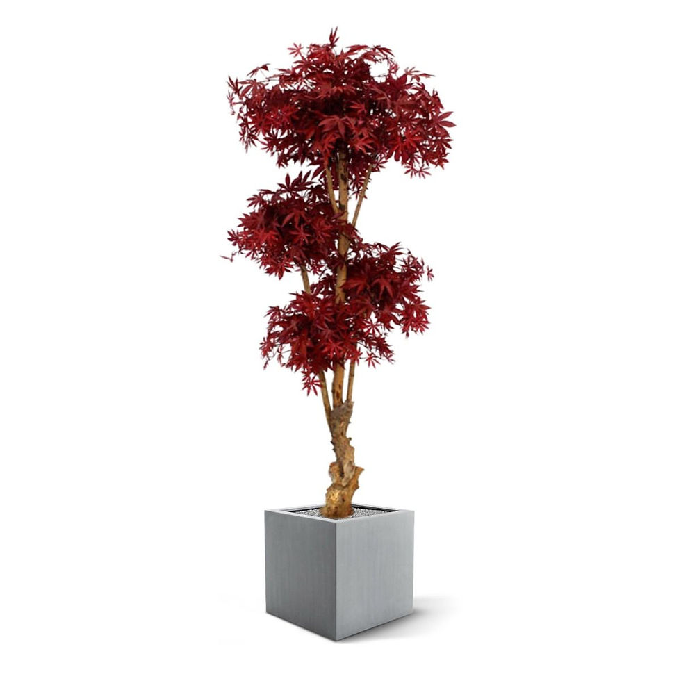 Miniaturbild: Ahorn Bonsai bordeauxrot mit 170cm Höhe