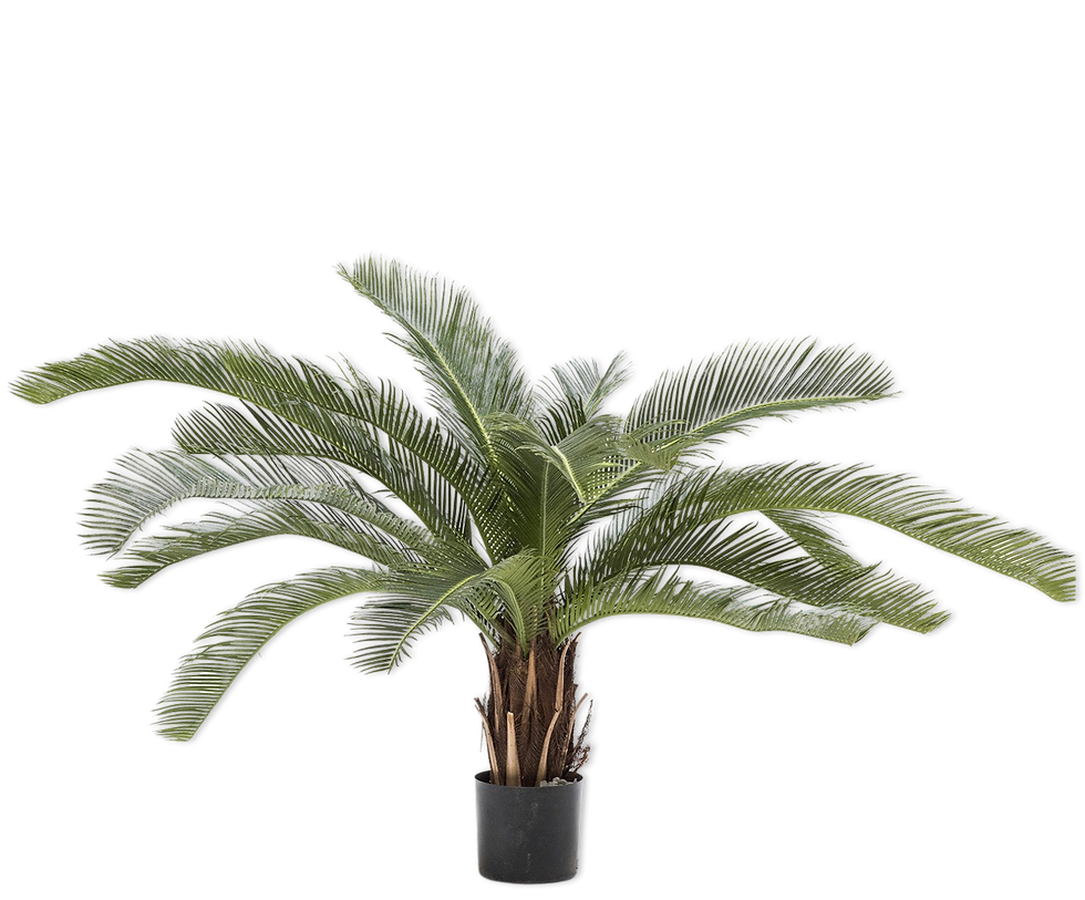 Miniaturbild: Palme mit 50 bis 180 cm Höhe