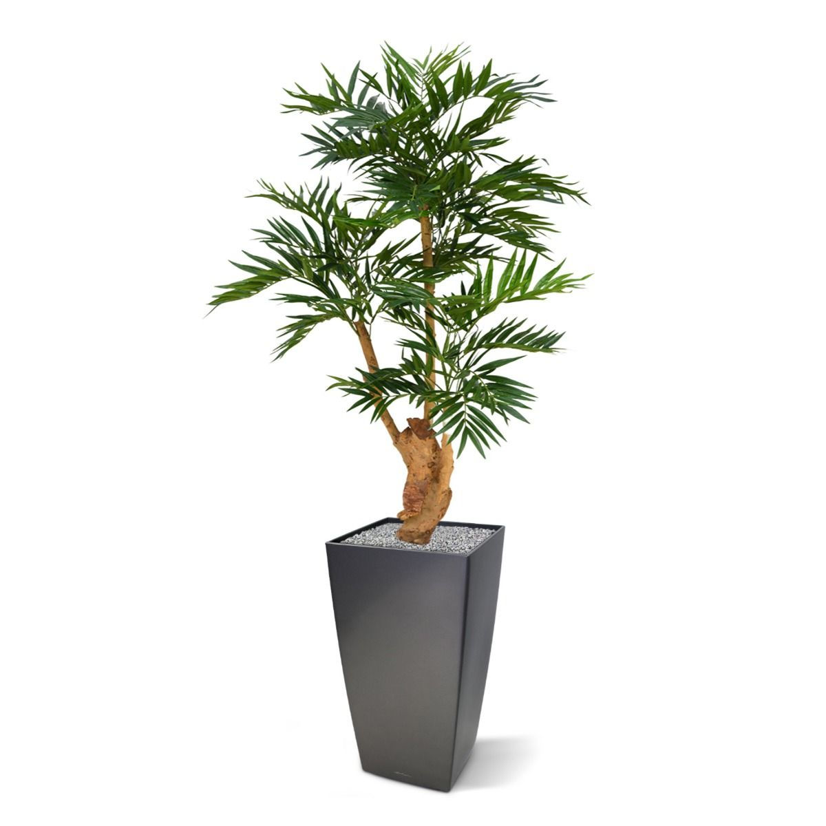 Palme Parlour mit 130cm Höhe (N)