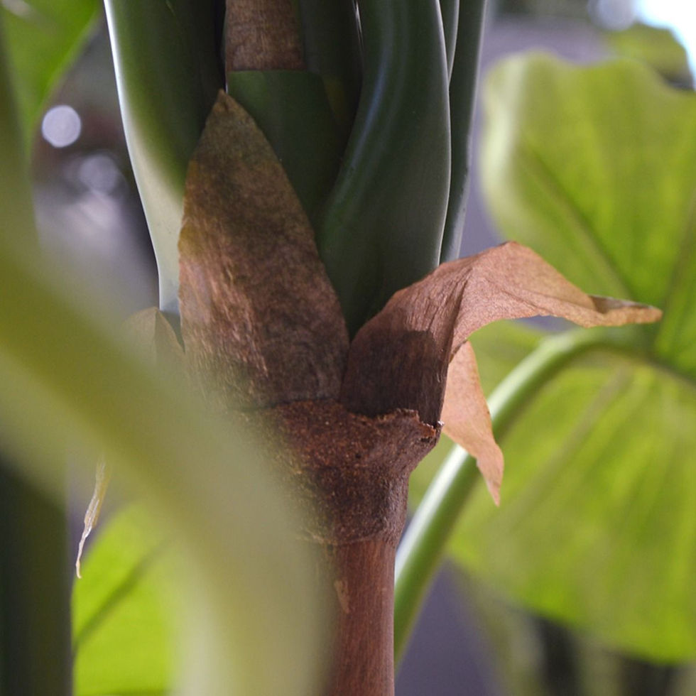 Miniaturbild: Alocasia Calidora mit 125cm Höhe