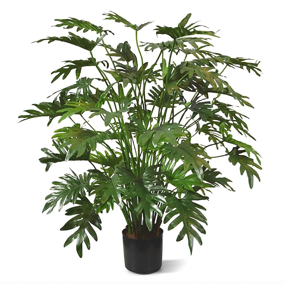 Miniaturbild: Philodendron mit 110cm Höhe