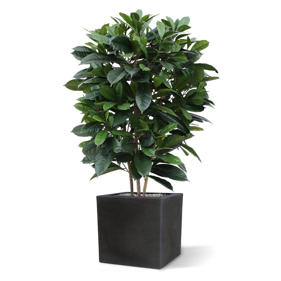 Miniaturbild: Ficus Cyathistipula mit 120cm Höhe