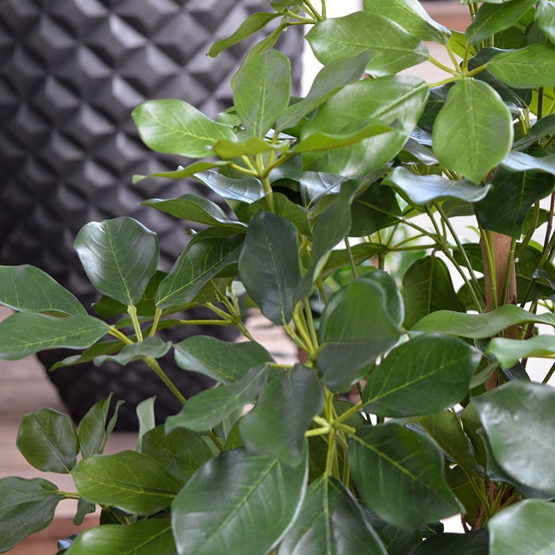 Miniaturbild: Schefflera mit 120cm Höhe (N)