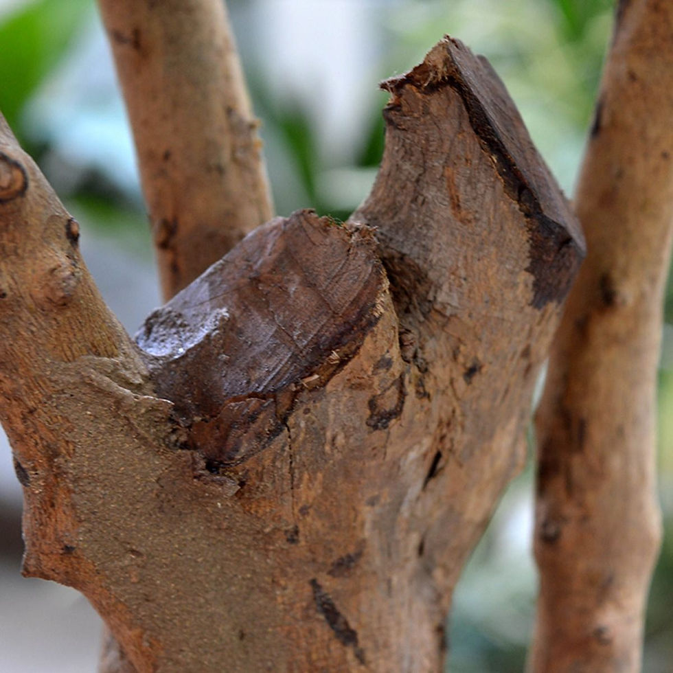 Miniaturbild: Palme Parlour mit 130cm Höhe (N)