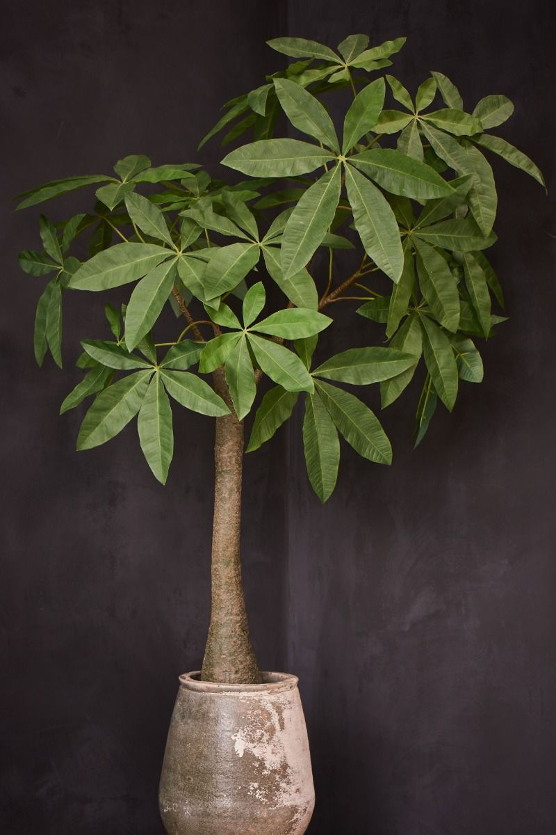 Pachira 162 cm Höhe