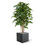 Miniaturbild: Ficus mit 125cm Höhe