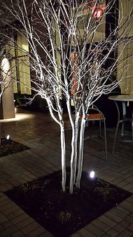 Commercial lighting for landscape tree