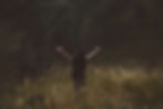 566E26DD-EE6B-4E3B-93A4-3DD6C4DA6C0D.jpg